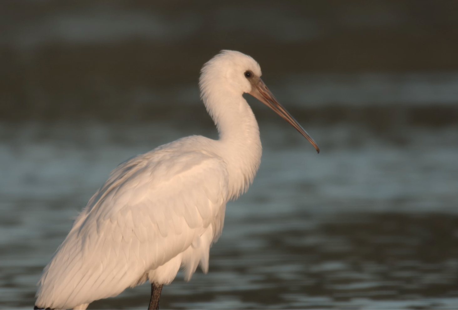 Read more about the article CD Veröffentlichung „Vogelvielfalt am Jadebusen“